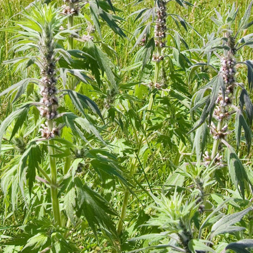 Proprietà utili del motherwort