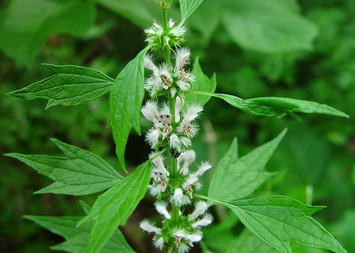 Proprietà utili del motherwort