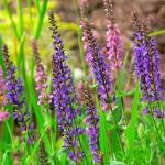 Proprietà utili di salvia Proprietà utili di salvia