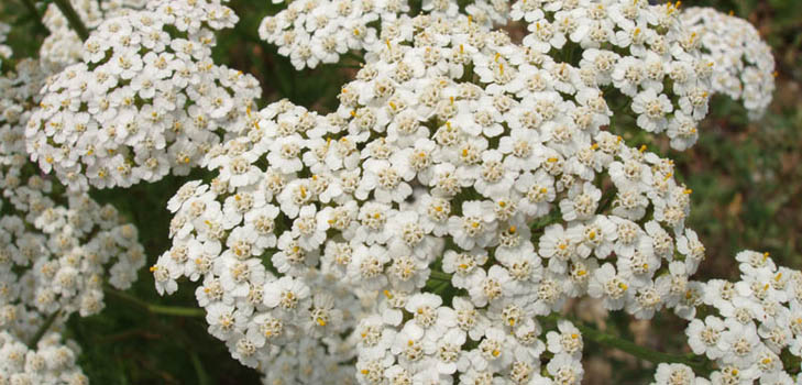 Proprietà utili dello yarrow sono innegabili! Leggi qui qui!