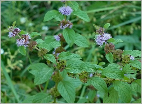Motherwort in gravidanza