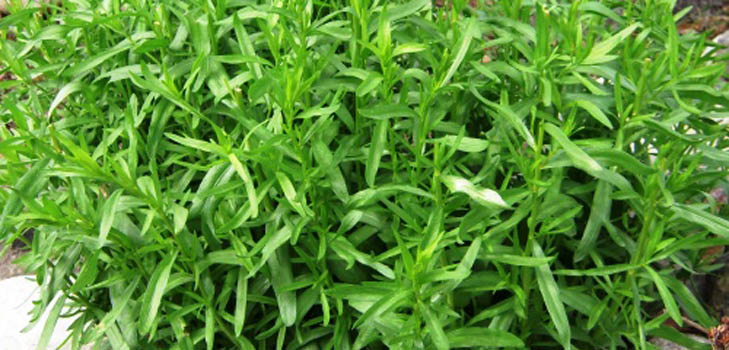 Tarhun (tarragon): applicazione, proprietà utili, foto