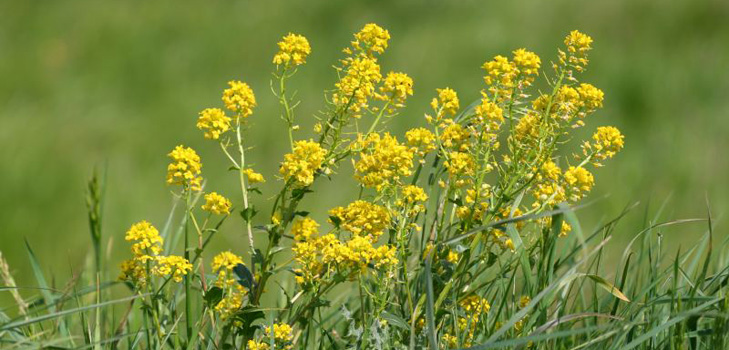 Erba, aringa medicinale: foto, applicazione, ricette