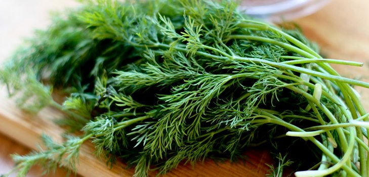 Dill: proprietà utili e controindicazioni